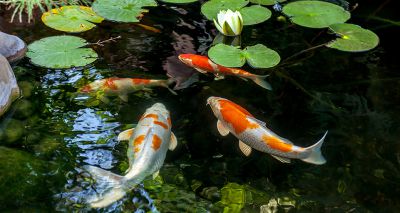 Study suggests ion generators could be harmful to fish